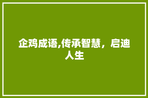 企鸡成语,传承智慧，启迪人生